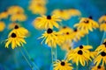 Flower Rudbeckia fulgida, BlackÃ¢â¬â Eyed Susan or Goldsturm orange coneflower in full bloom in Garden. Green or blue background Royalty Free Stock Photo